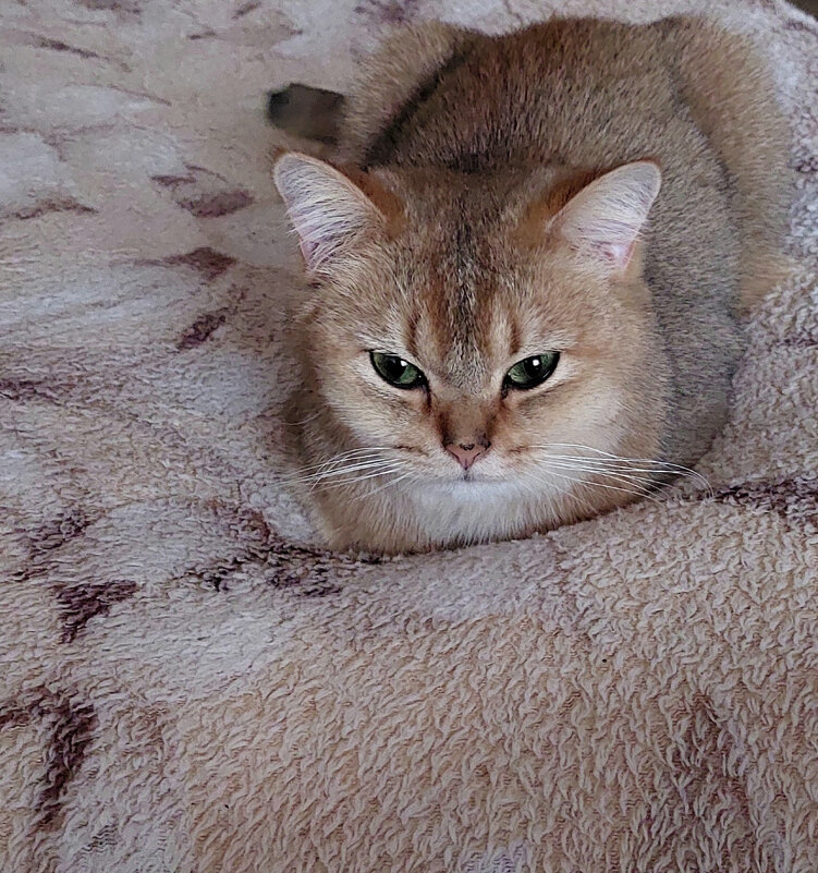 Кресло освободи... - Ирина Румянцева