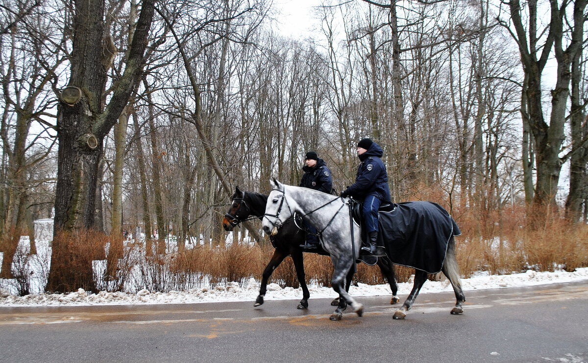 Дневной дозор - AleksSPb Лесниченко Дневной дозор - AleksSPb Лесниченко