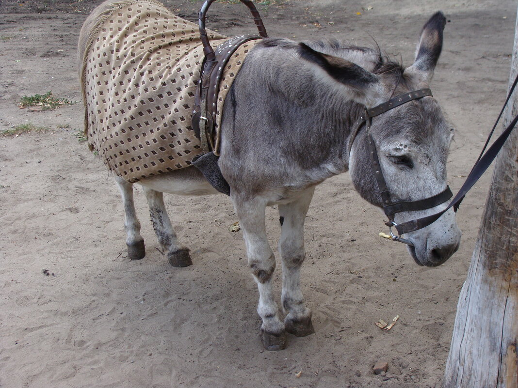 O - Андрей Л. В.