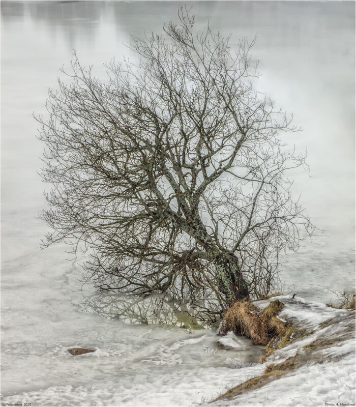 Январская оттепель. - Александр Максимов Январская оттепель. - Александр Максимов