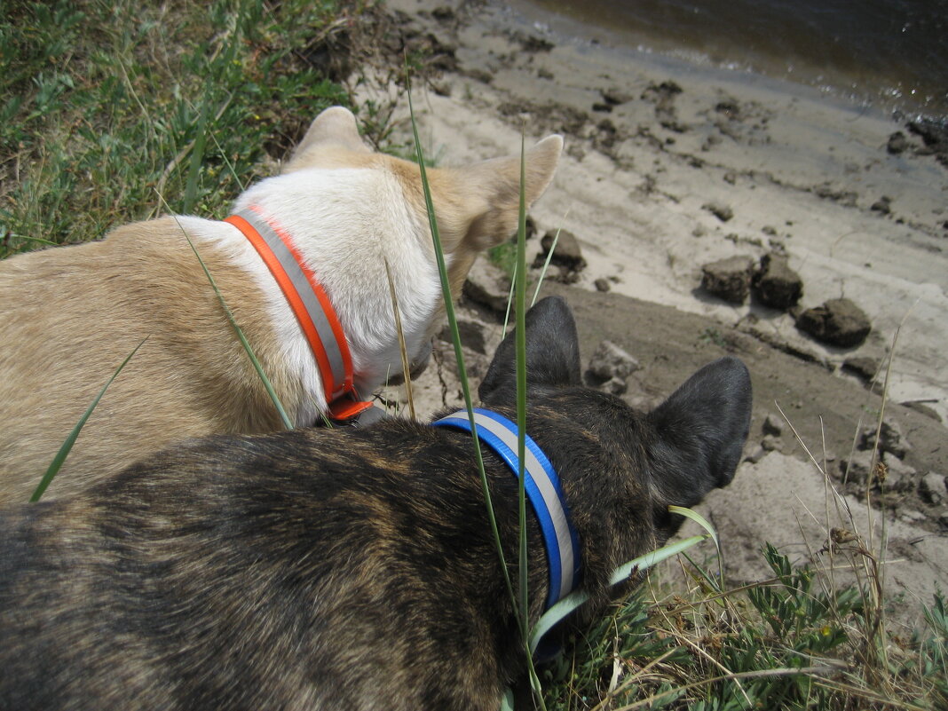 Слушая береговушек - Anna Ivanova Слушая береговушек - Anna Ivanova