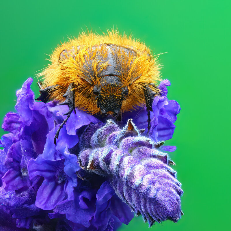 *** - Евгений Фруман *** - Евгений Фруман