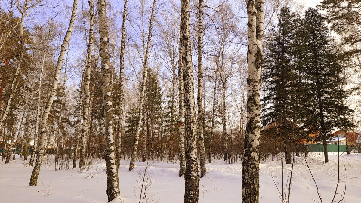 Лесной этюд . - Мила Бовкун