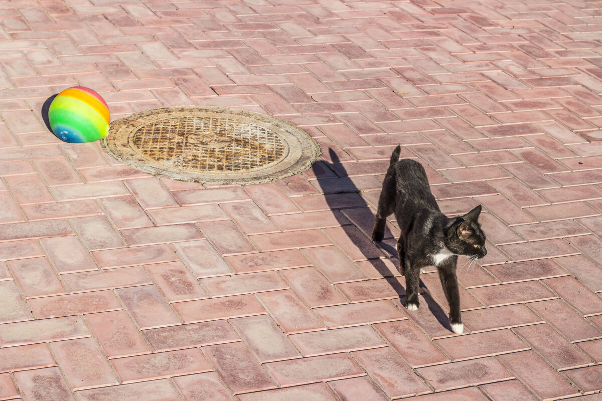 Кошак & ЛГБТ-мяч (Является террористической организованной организацией) - Коля Лукашов Кошак & ЛГБТ-мяч (Является террористической организованной организацией) - Коля Лукашов