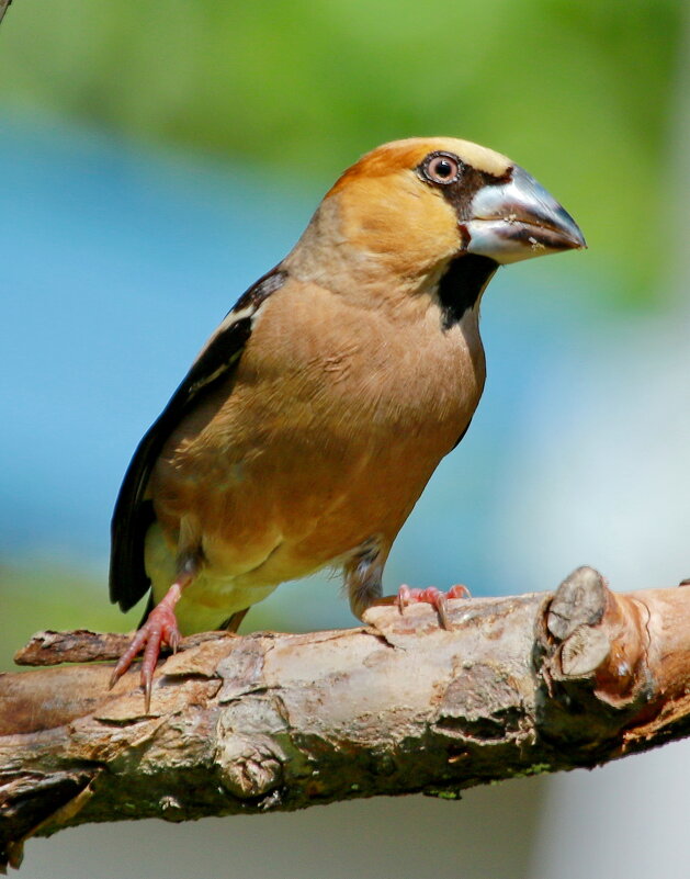 этот грозный дубонос... - Andrey Bragin этот грозный дубонос... - Andrey Bragin