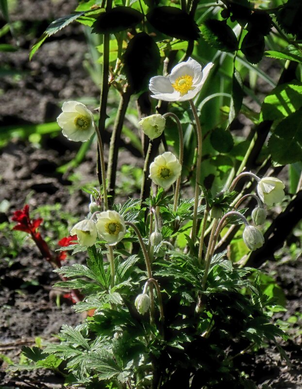 Просто цветы - Роман Савоцкий