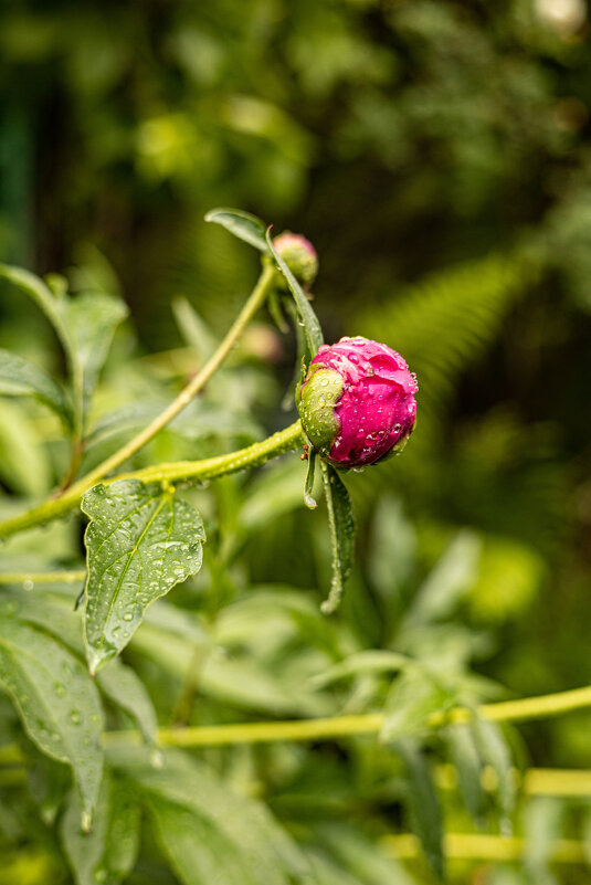 Чудесные Пиончики, которые сегодня ещё не распустились, а завтра уже бутоны валяются на земле :(( - Анастасия Фотографовна Чудесные Пиончики, которые сегодня ещё не распустились, а завтра уже бутоны валяются на земле :(( - Анастасия Фотографовна