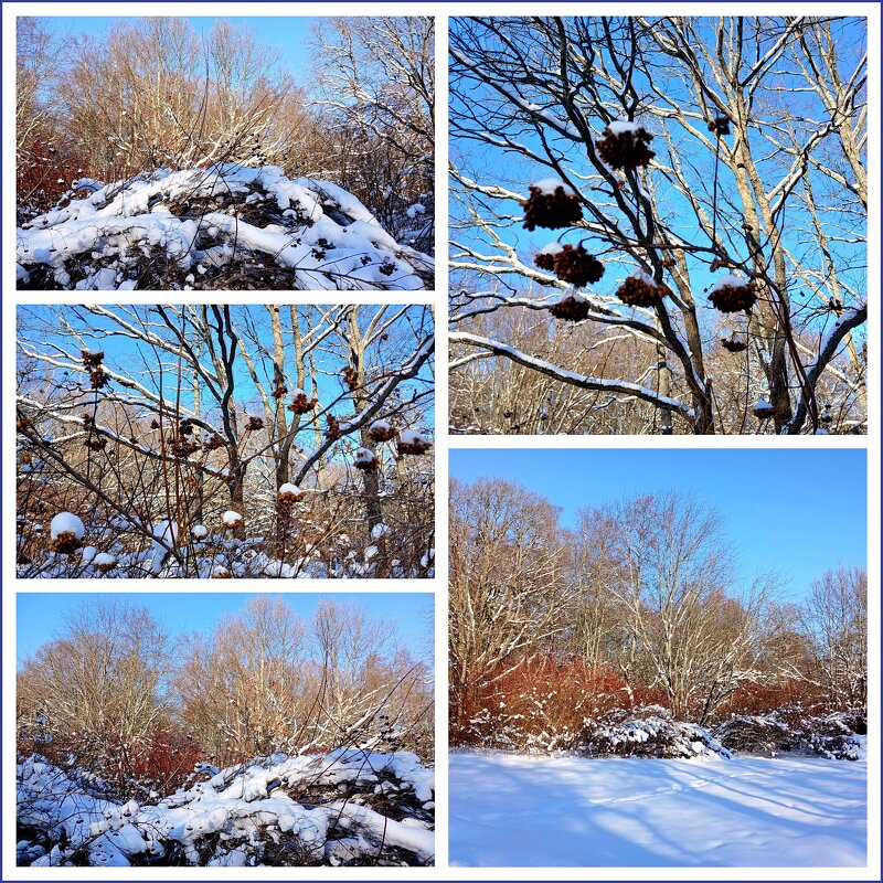 Этюды конца февраля. - Лия ☼