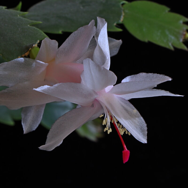 Белый декабрист - Игорь Kуленко