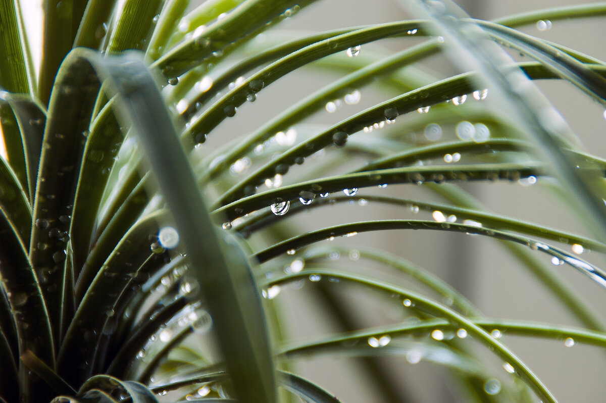 Нолина в каплях - Елена Пономарева