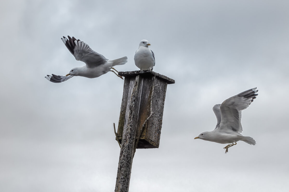 Чайки - Владимир Колесников