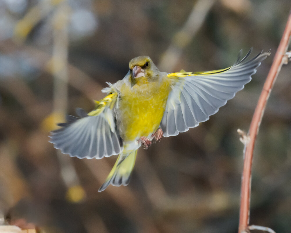 Зеленушка - Александр Зеленушка - Александр