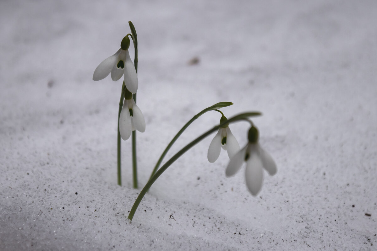 Весна пришла... - Дмитрий А