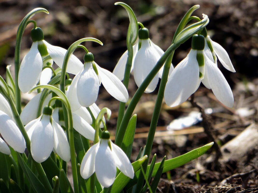 Подснежник – символ весны и надежды! - Татьяна Смоляниченко