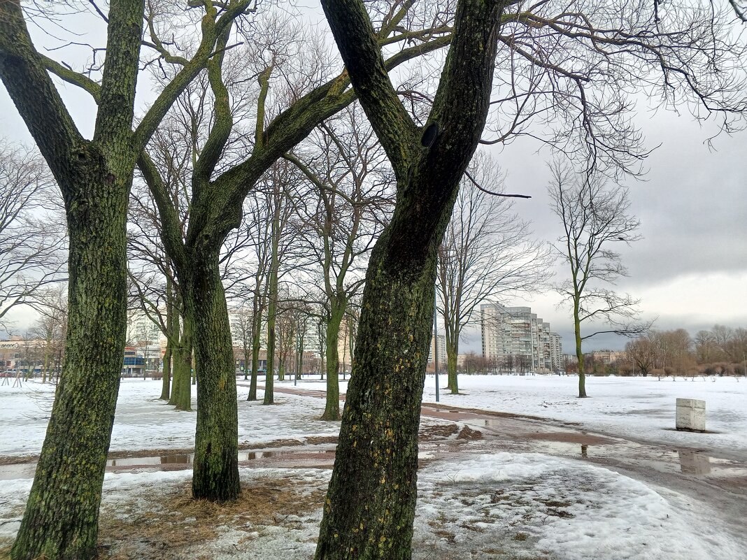 Весна - Сапсан 