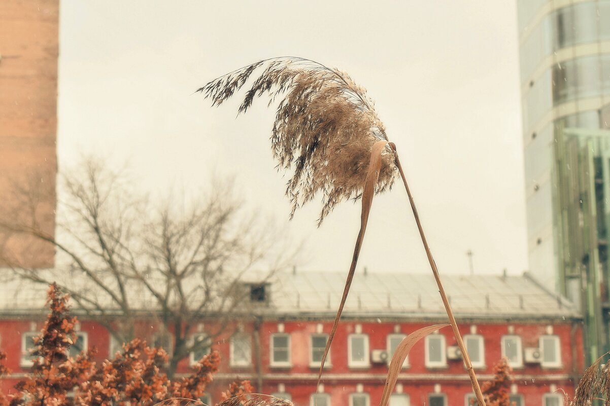 Осень наблюдает, как Зима Весну встречает. - Татьяна Помогалова Осень наблюдает, как Зима Весну встречает. - Татьяна Помогалова