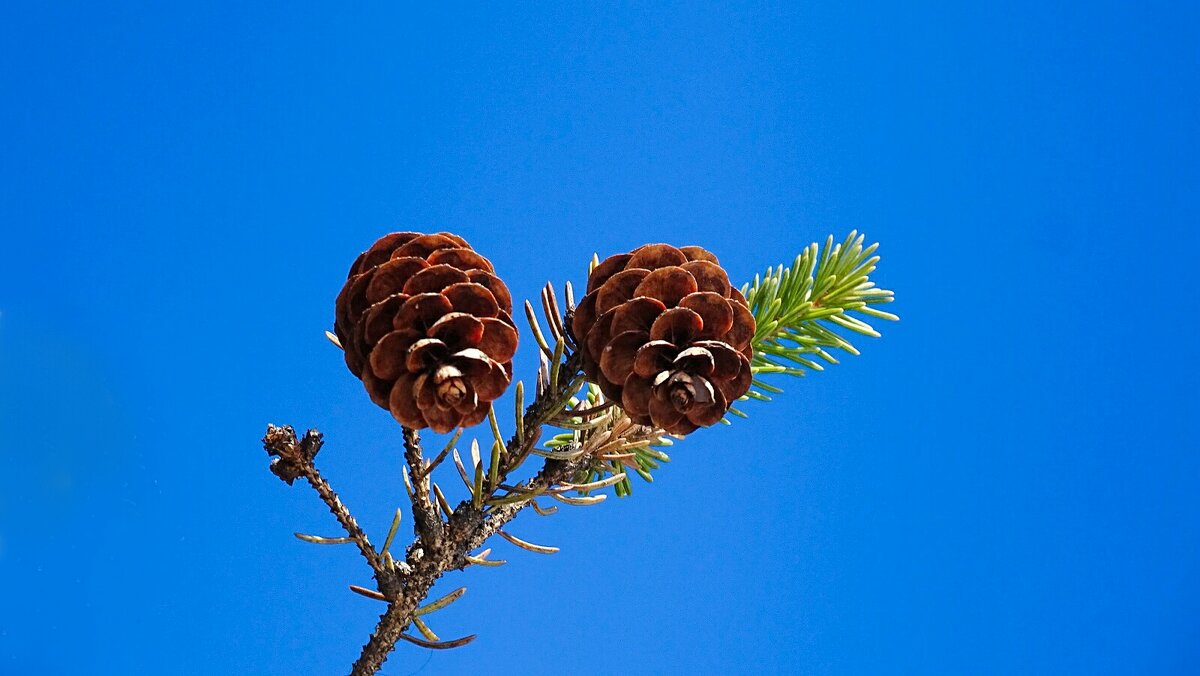 Еловые шишки - Милешкин Владимир Алексеевич 