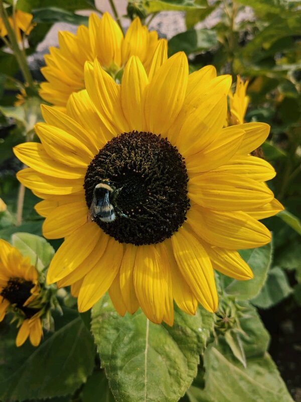 Жизнь подсолнуха - Георгиевич Жизнь подсолнуха - Георгиевич