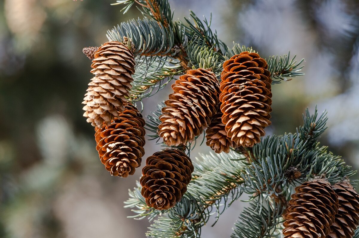 *** - Виктор Иванович Чернюк *** - Виктор Иванович Чернюк