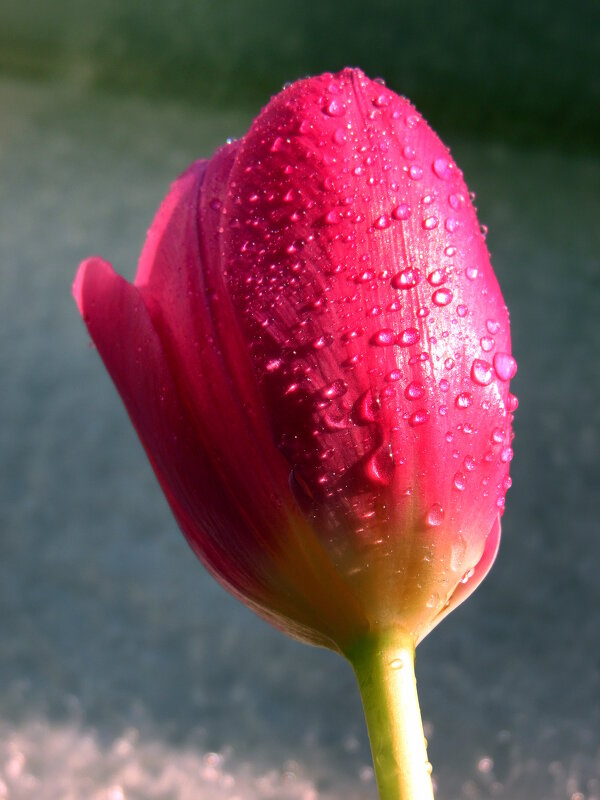 Тюльпанчик. - nadyasilyuk Вознюк Тюльпанчик. - nadyasilyuk Вознюк