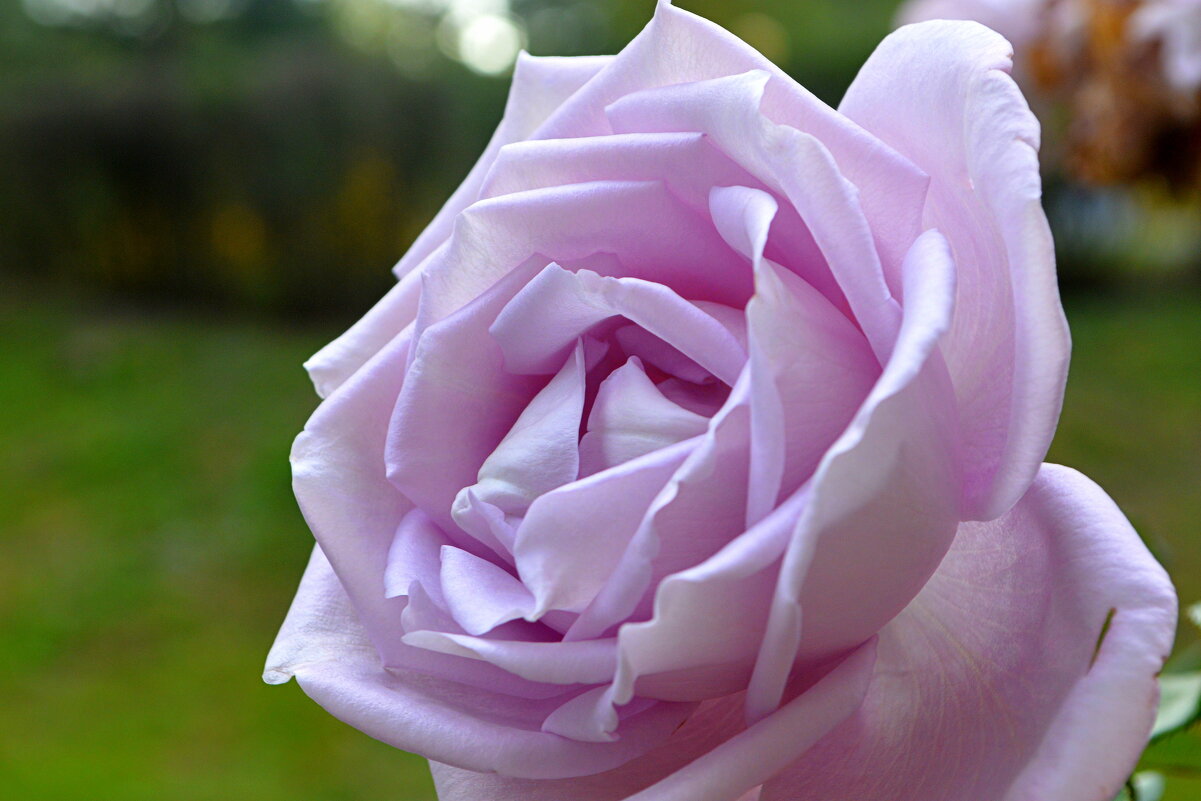 Обворожительная - Татьяна Лютаева