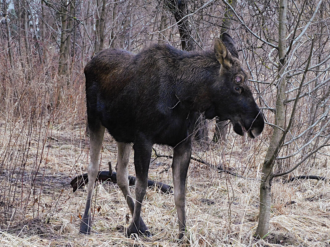 Лось сбросил рога - Лина Лось сбросил рога - Лина