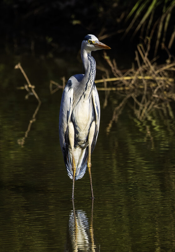 Большая голубая цапля. - Alexander Amromin Большая голубая цапля. - Alexander Amromin