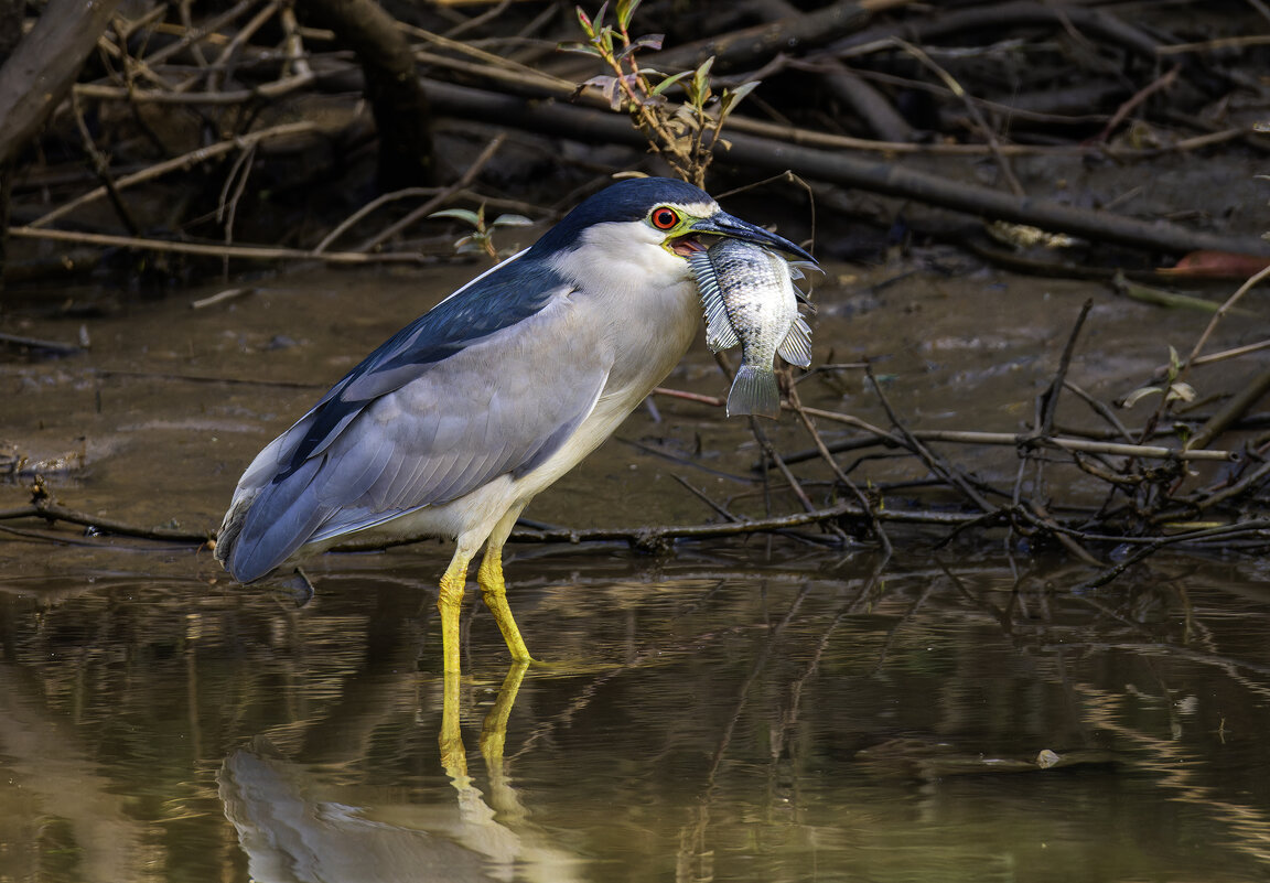 Ква-ква. - Alexander Amromin