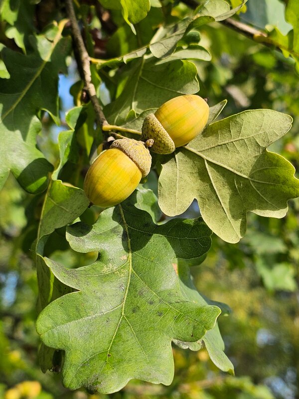 Жёлуди - Юлия Голикова