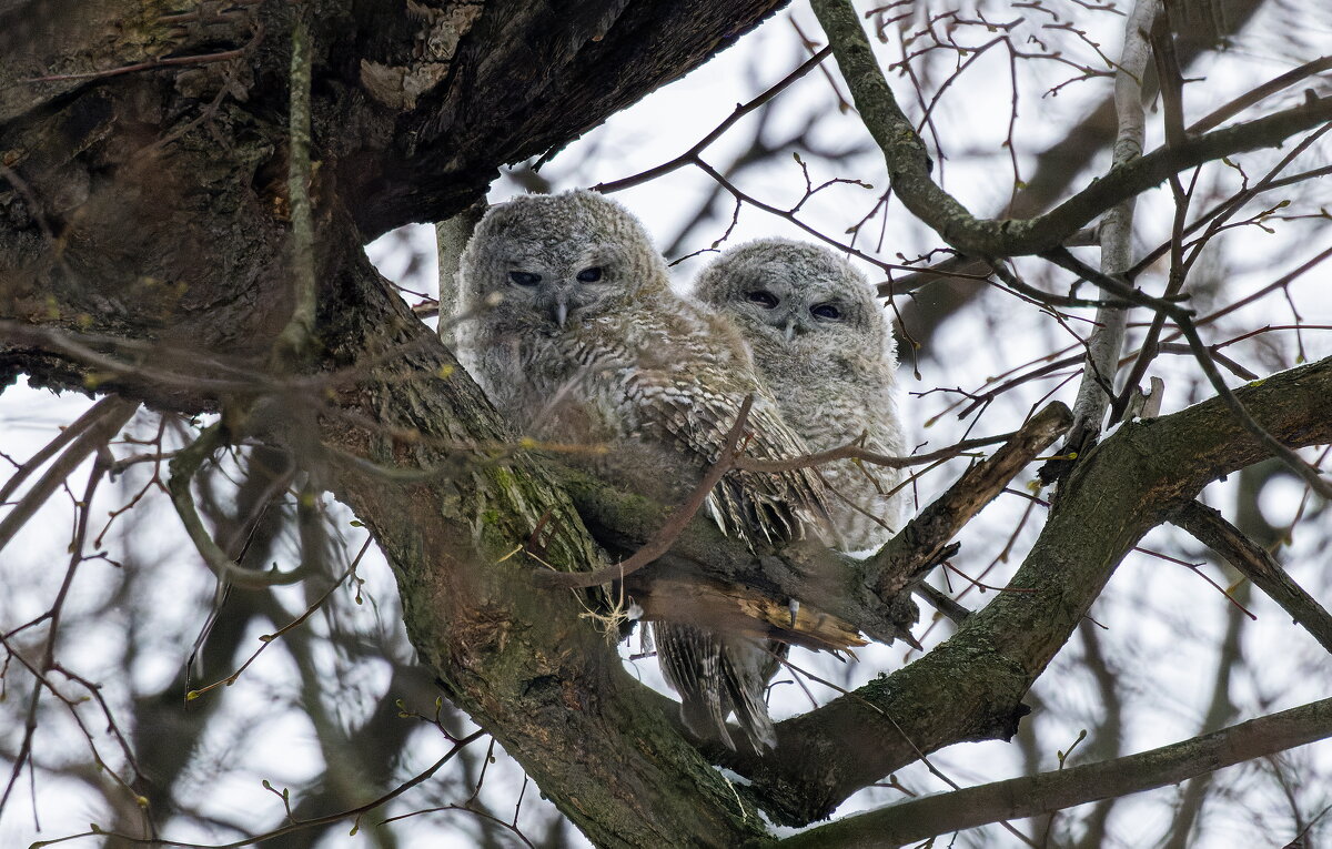 совята серой неясыти. - юрий макаров