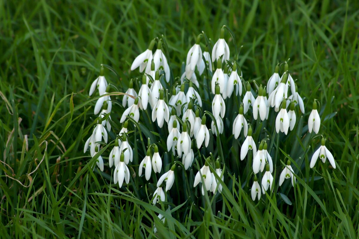 Семейка - Юрий. Шмаков Семейка - Юрий. Шмаков
