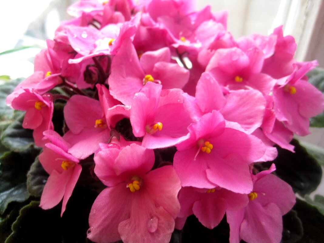 Весеняя радость - Елена Семигина Весеняя радость - Елена Семигина