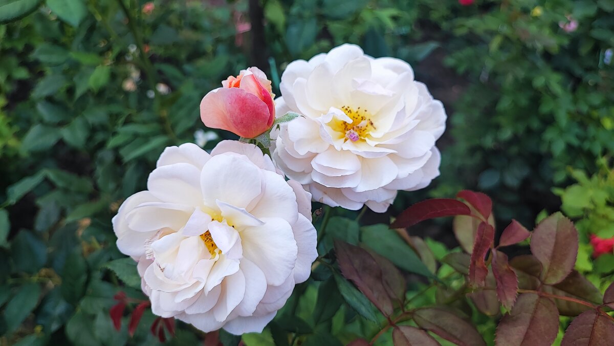 ,,, - Сергей Тимоновский ,,, - Сергей Тимоновский