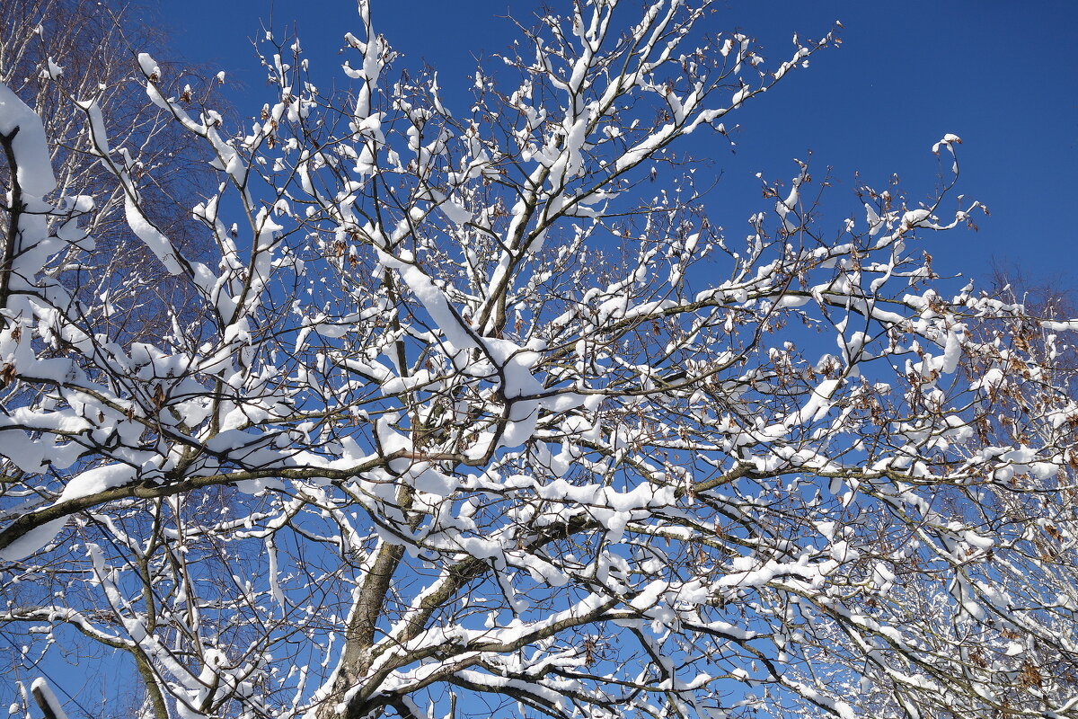 Февральский этюд - Рита Симонова Февральский этюд - Рита Симонова