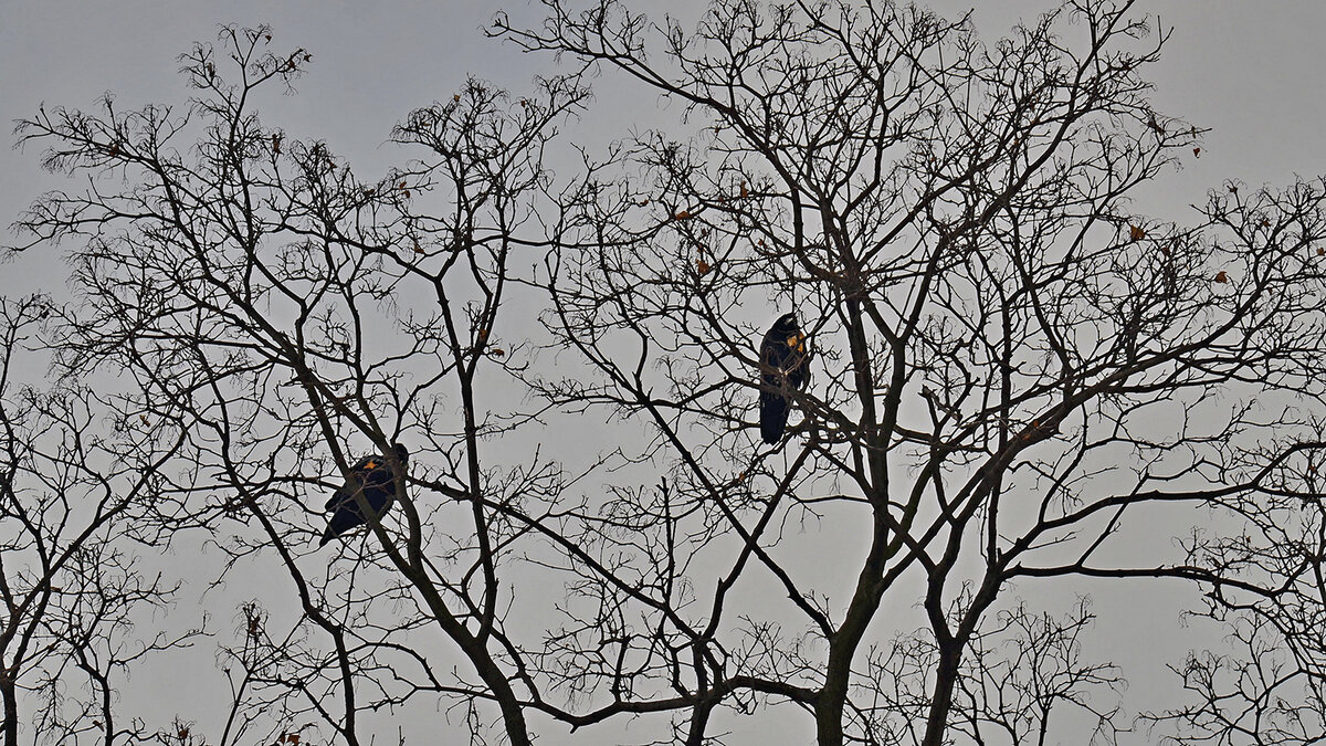 "Приборы" внешнего наблюдения - Alexandеr P
