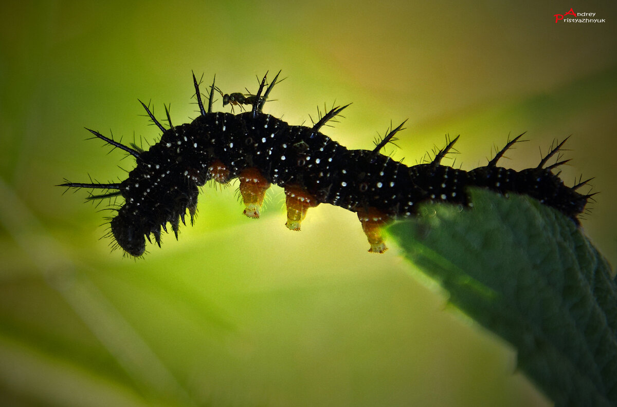 Поехали... - Андрей Пристяжнюк