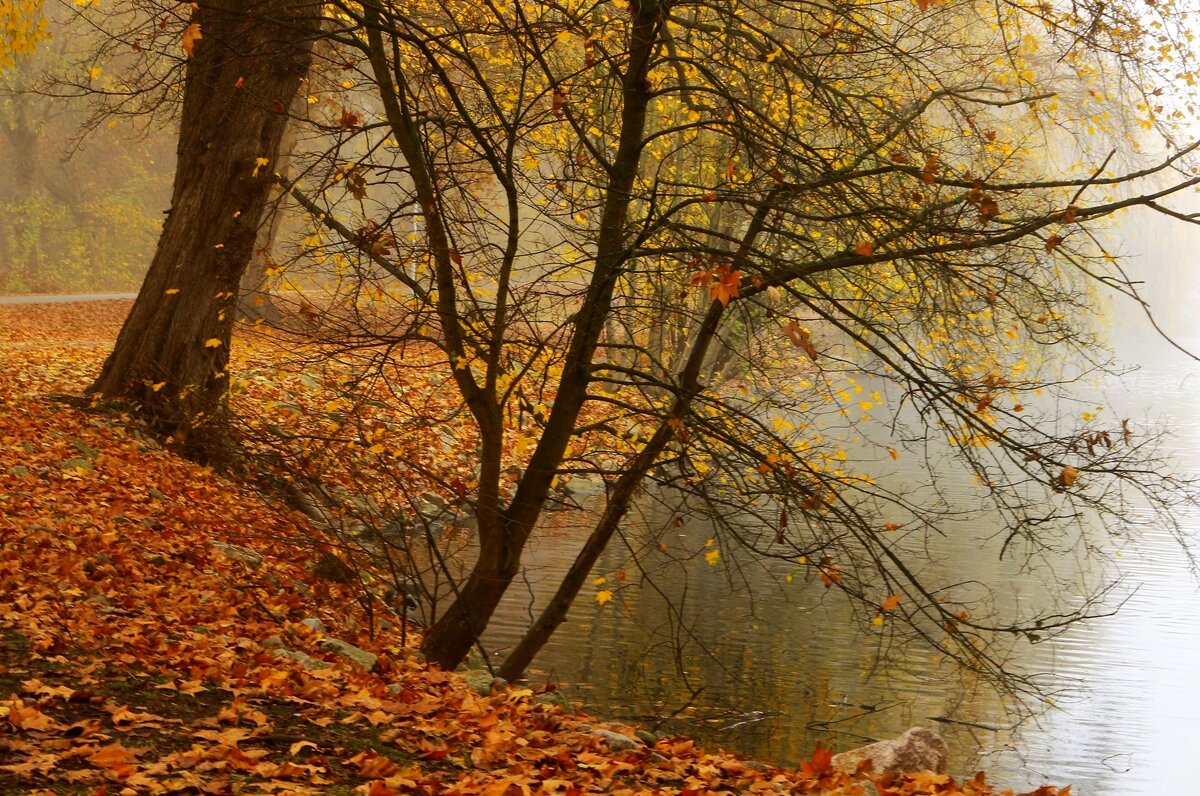 Осенние картинки - Юрий. Шмаков Осенние картинки - Юрий. Шмаков