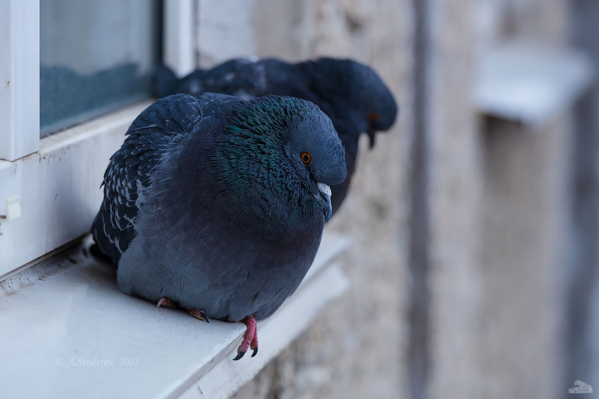 Голуби - Александр Синдерёв