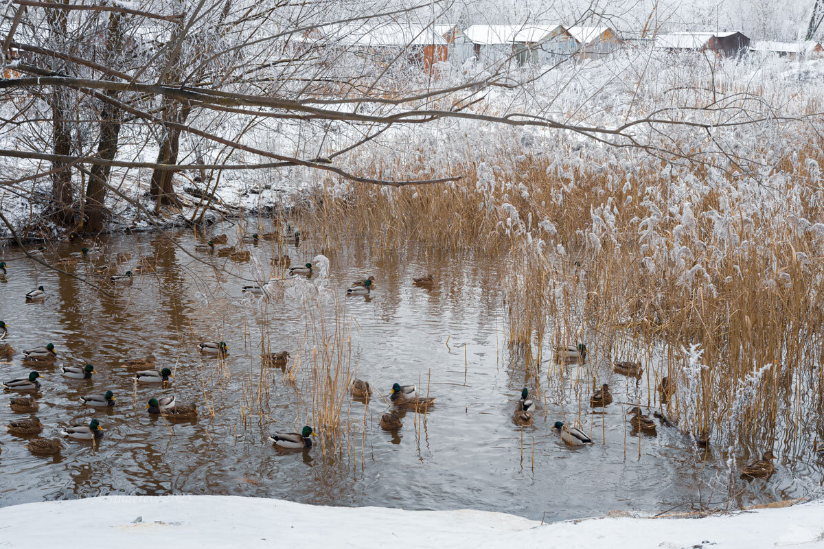 Утки на воде зимой - Александр Синдерёв