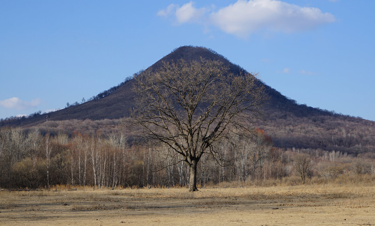 Одинокое дерево - Эдуард Куклин Одинокое дерево - Эдуард Куклин