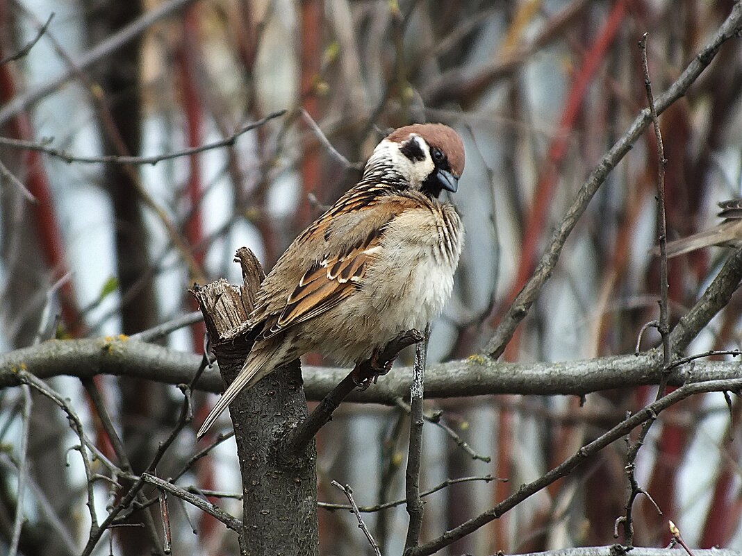 ** - Зоя Мишина ** - Зоя Мишина