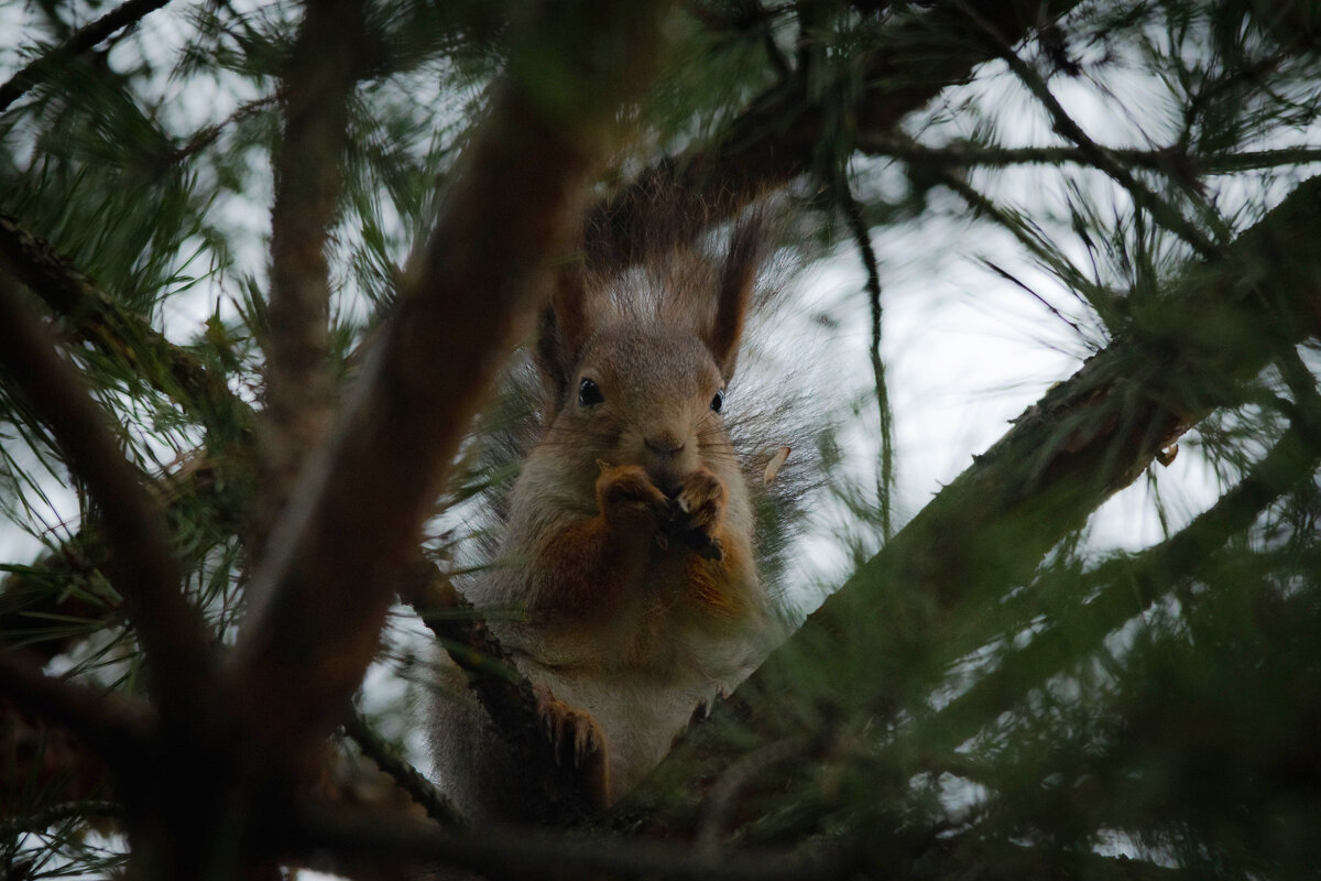 Завтрак) - Nikolai 888 Завтрак) - Nikolai 888