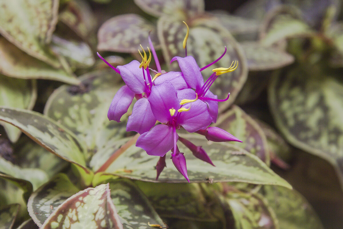 Сонерила Кантоненсис - Sonerila Cantonensis - Алексей Булак Сонерила Кантоненсис - Sonerila Cantonensis - Алексей Булак