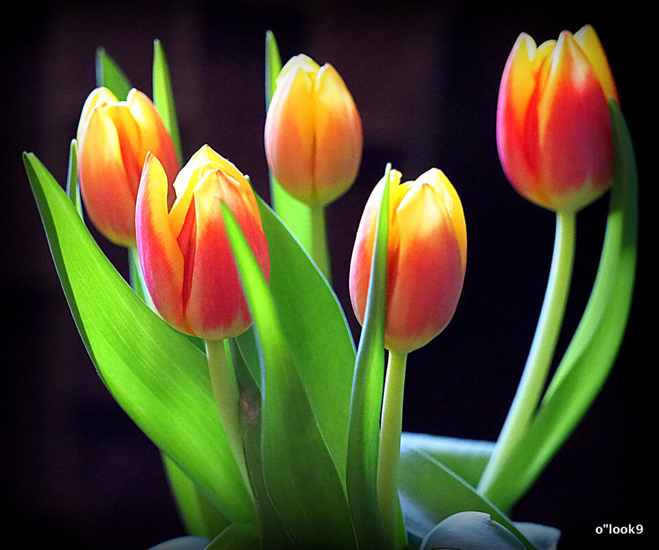 цветы для любиых - Олег Лукьянов цветы для любиых - Олег Лукьянов