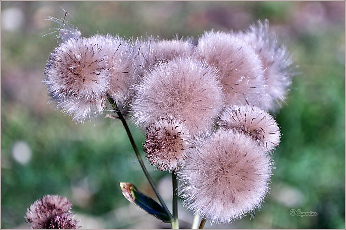 Осенние пушистики... - Aquarius - Сергей