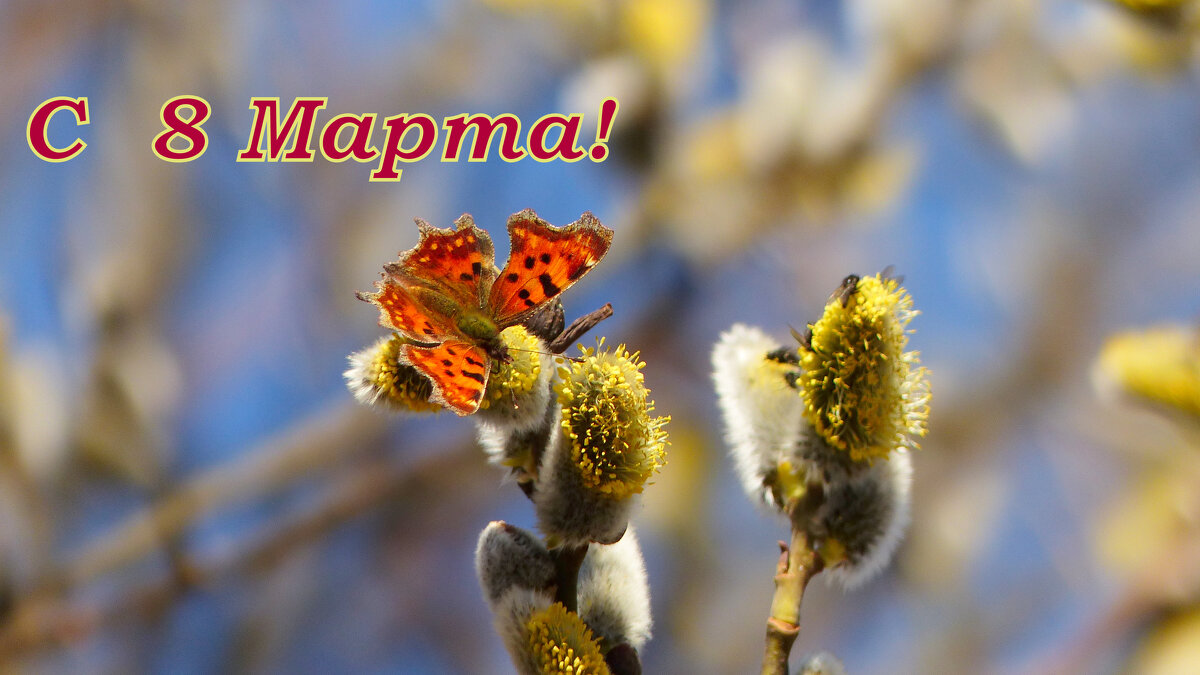 С 8 Марта! - Александр Прокудин