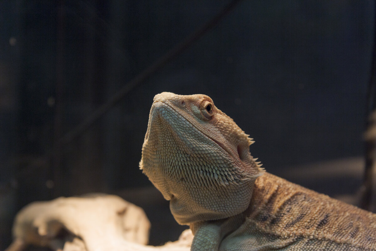 Бородатая агама - Алексей Булак Бородатая агама - Алексей Булак