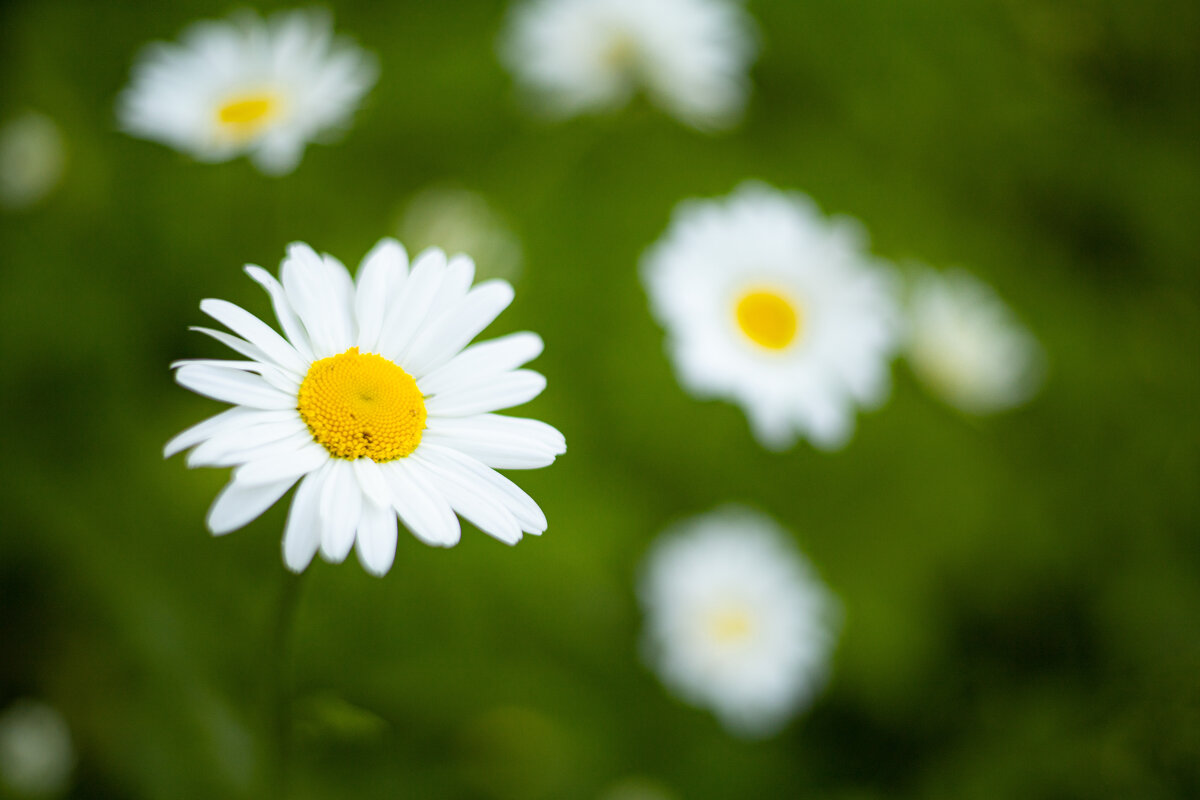 Ромы и Машки :) - Анастасия Фотографовна Ромы и Машки :) - Анастасия Фотографовна