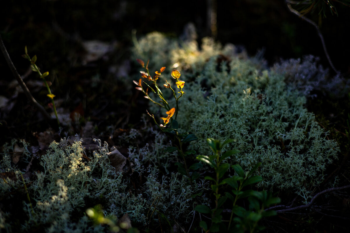 Что-то всё же есть таинственное в лесной чаще...) - Анастасия Фотографовна Что-то всё же есть таинственное в лесной чаще...) - Анастасия Фотографовна