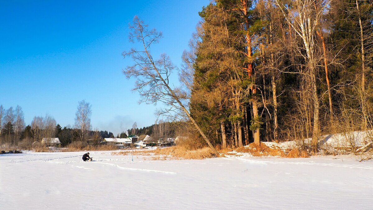 Рыбак под склонившейся сосной (репортаж из поездок по области). - Милешкин Владимир Алексеевич 